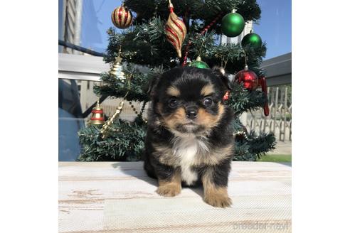 成約済の愛知県のチワワ(ロングコート)-157123の1枚目