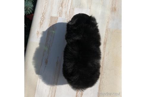 成約済の愛知県のチワワ(ロングコート)-157123の4枚目