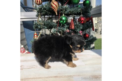 成約済の愛知県のチワワ(ロングコート)-157123の2枚目