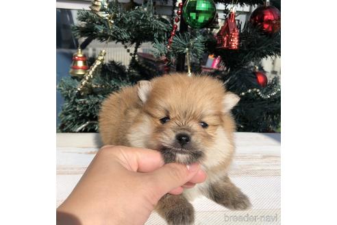 成約済の愛知県のポメラニアン-157124の1枚目