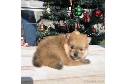 成約済の愛知県のポメラニアン-157124の3枚目
