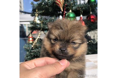 成約済の愛知県のポメラニアン-157125