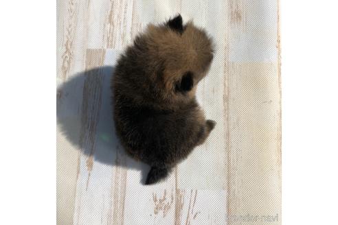 成約済の愛知県のポメラニアン-157125の4枚目