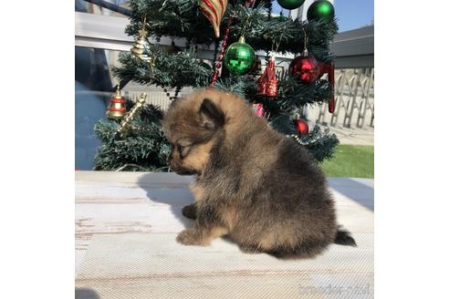 成約済の愛知県のポメラニアン-157125の3枚目
