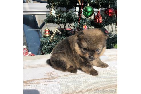 成約済の愛知県のポメラニアン-157125の2枚目