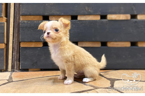 成約済の愛知県のチワワ(ロングコート)-157133の11枚目