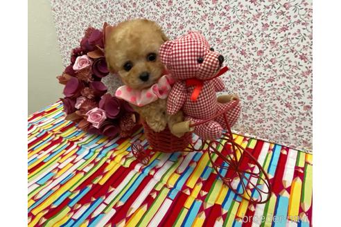 成約済ののティーカッププードル-157136