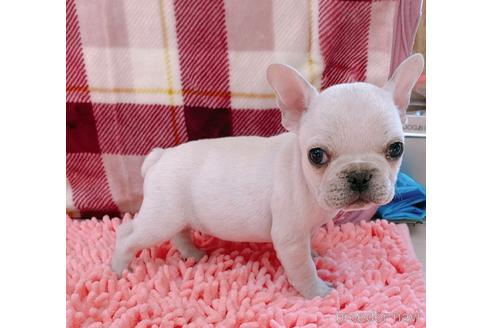 成約済の山口県のフレンチブルドッグ-154377の1枚目