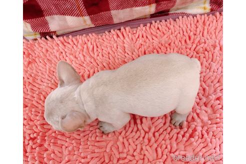 成約済の山口県のフレンチブルドッグ-154377の2枚目