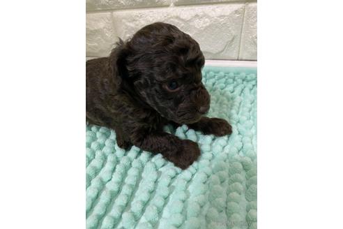 愛知県のトイプードル｜男の子・2021/10/12生まれ・ブラウン（子犬ID