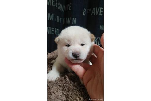 成約済の岡山県の柴犬-155616