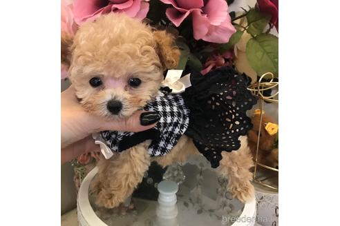 子犬