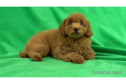 成約済の東京都のトイプードル-157163の1枚目