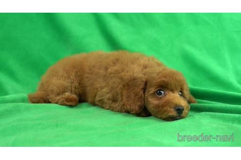 成約済の東京都のトイプードル-157163の2枚目