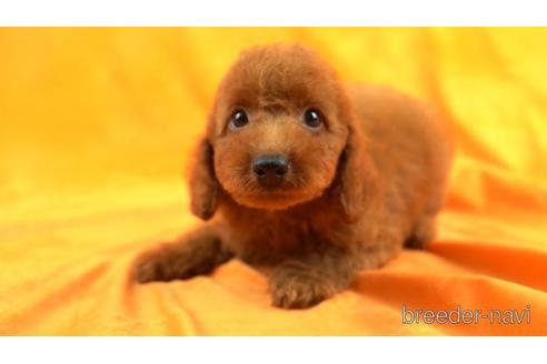 成約済の東京都のトイプードル-157164の1枚目