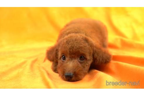 成約済の東京都のトイプードル-157164の2枚目