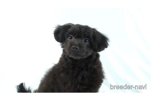 成約済の東京都のポメプー:ポメラニアン×トイプードル-157165