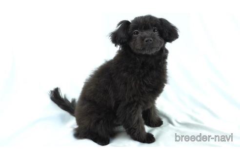 成約済の東京都のポメプー:ポメラニアン×トイプードル-157165の2枚目