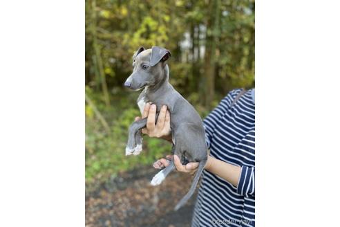 成約済の静岡県のイタリアングレーハウンド(イタグレ)-157195の2枚目