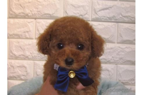 成約済の茨城県のトイプードル-157197の1枚目