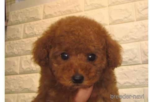 成約済の茨城県のトイプードル-157197の5枚目