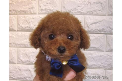 成約済の茨城県のトイプードル-157197の4枚目