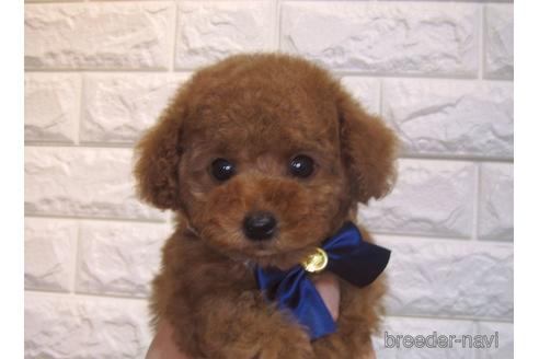 成約済の茨城県のトイプードル-157197の3枚目