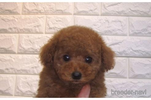 成約済の茨城県のトイプードル-157197の2枚目