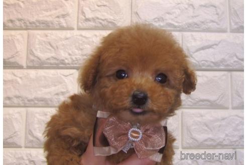 成約済の茨城県のトイプードル-157198