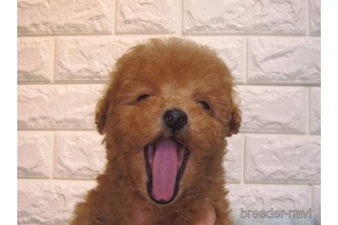 成約済の茨城県のトイプードル-157198の5枚目