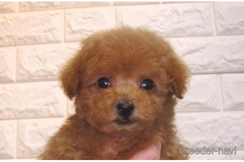 成約済の茨城県のトイプードル-157198の4枚目