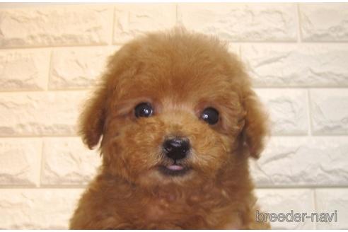 成約済の茨城県のトイプードル-157198の2枚目