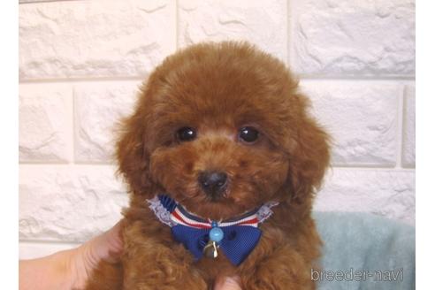 成約済の茨城県のトイプードル-157199