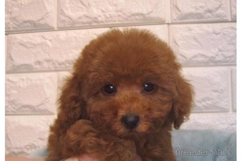 成約済の茨城県のトイプードル-157199の5枚目