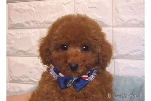 成約済の茨城県のトイプードル-157199の3枚目