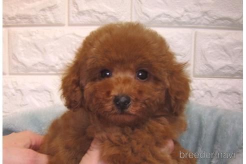 成約済の茨城県のトイプードル-157199の2枚目