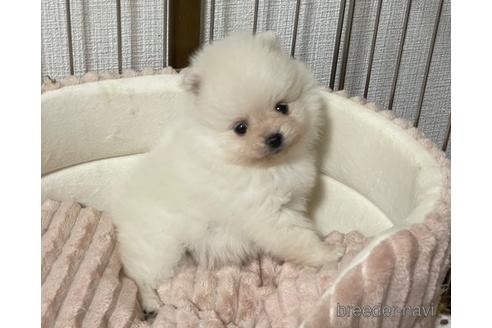 成約済の埼玉県のポメラニアン-157200の11枚目