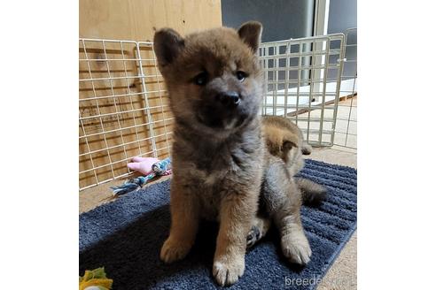 成約済の埼玉県の柴犬-157203の1枚目