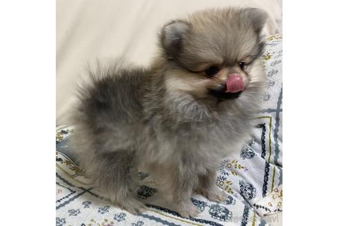 成約済の岩手県のポメラニアン-154501の9枚目
