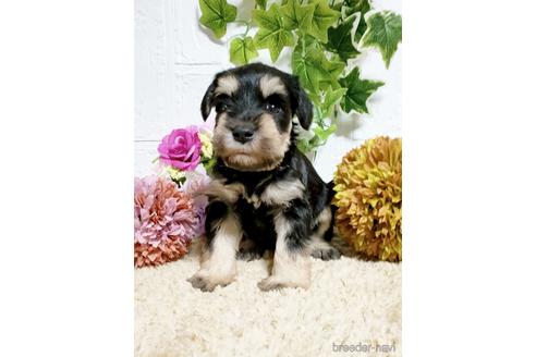 成約済の埼玉県のミニチュアシュナウザー-153099の5枚目