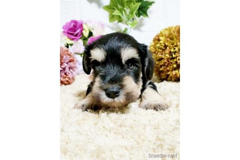 成約済の埼玉県のミニチュアシュナウザー-153099の4枚目