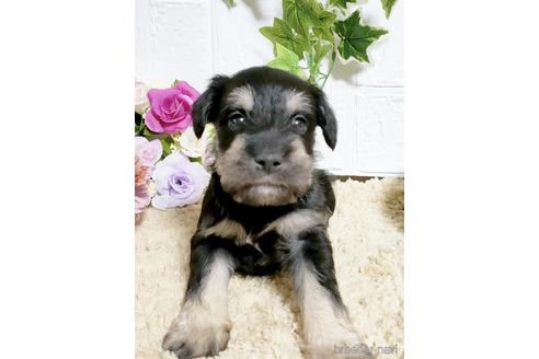 成約済の埼玉県のミニチュアシュナウザー-153102の1枚目