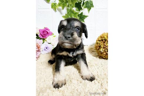 成約済の埼玉県のミニチュアシュナウザー-153102の5枚目