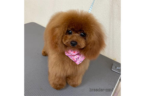 ポピーちゃん1枚目