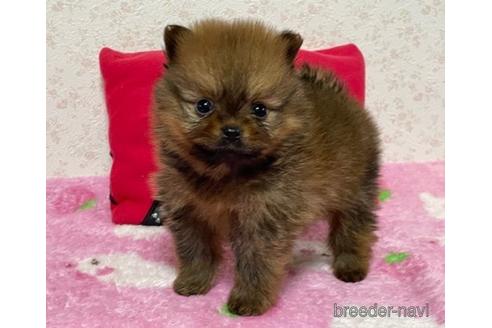 成約済の埼玉県のポメラニアン-156345の1枚目