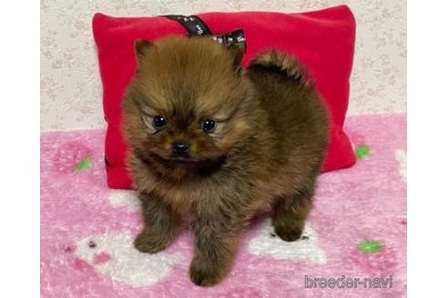 成約済の埼玉県のポメラニアン-156345の3枚目