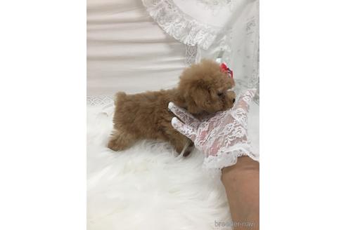成約済の山梨県のティーカッププードル-156597の2枚目