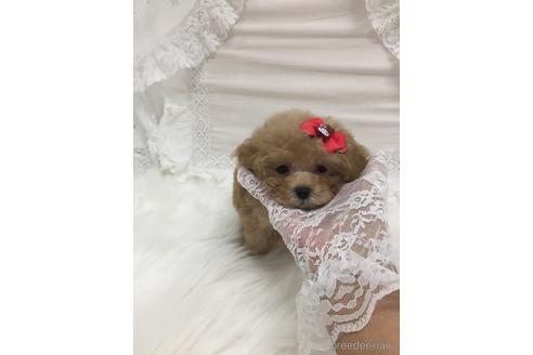 成約済の山梨県のティーカッププードル-156597の1枚目
