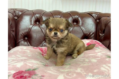 成約済の香川県のチワワ(ロングコート)-155400の1枚目