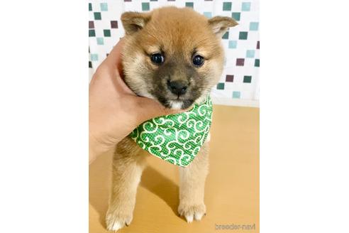 成約済の茨城県の豆柴-157252の1枚目